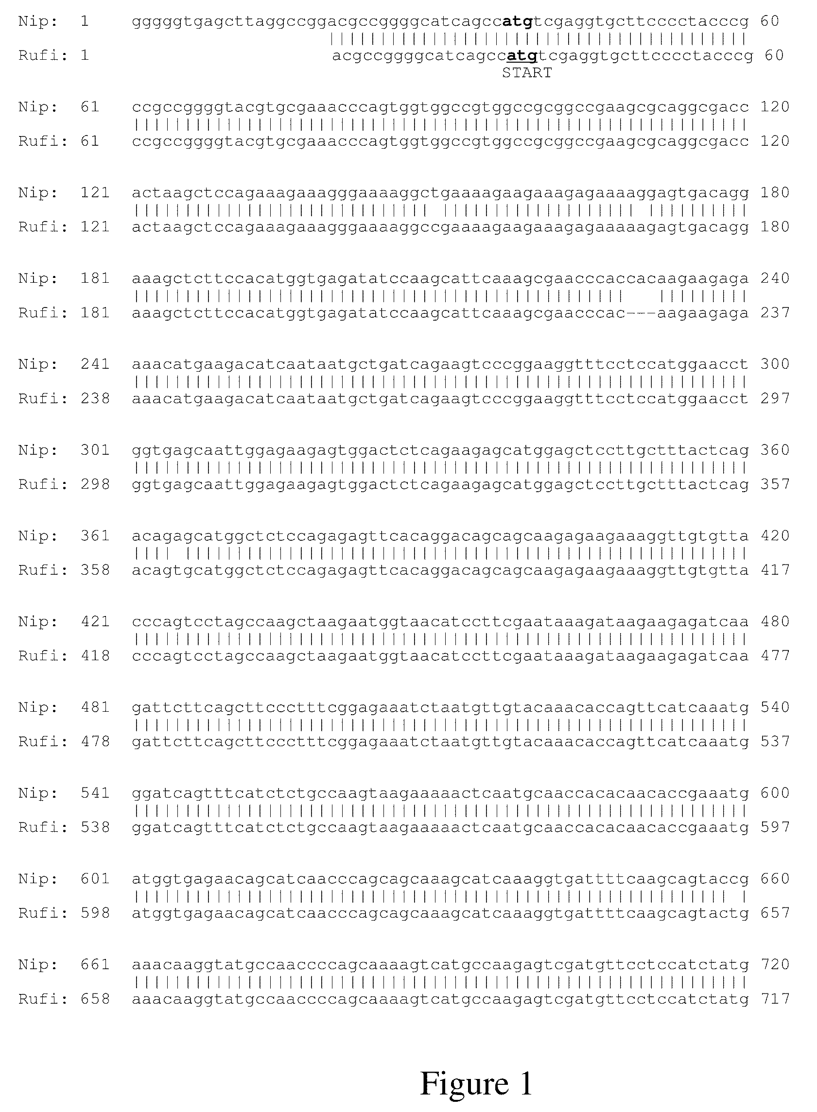 EG1117 polynucleotides and uses thereof