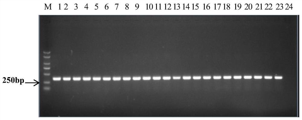PCR primers and methods for the identification of different subgroups of cucurbit Bacteroides fruit spot