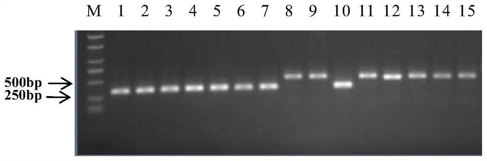 PCR primers and methods for the identification of different subgroups of cucurbit Bacteroides fruit spot