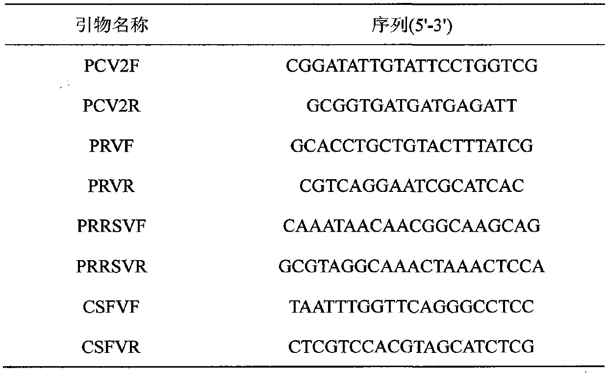 Mutiplex PCR detection kit for detecting PRRSV, PCV2, PRV and CSFV