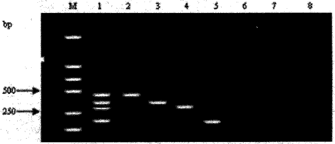 Mutiplex PCR detection kit for detecting PRRSV, PCV2, PRV and CSFV