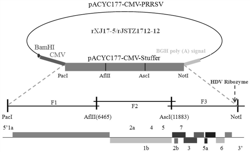 Infectious clone construction, rescuing and application of two porcine reproductive and respiratory syndrome virus intensity strains highly homologous in genomes