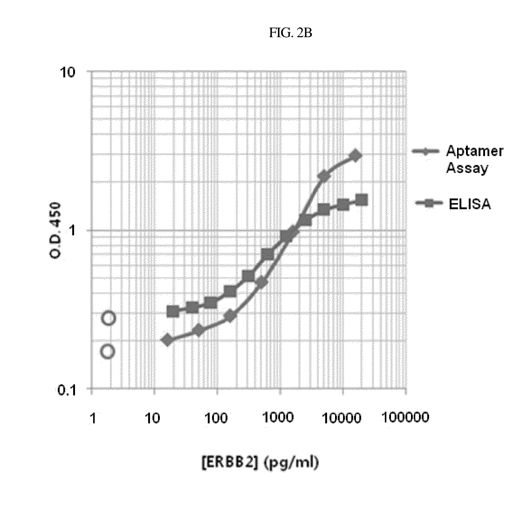 Aptamer which selectively binds to erbb2 receptor and uses thereof