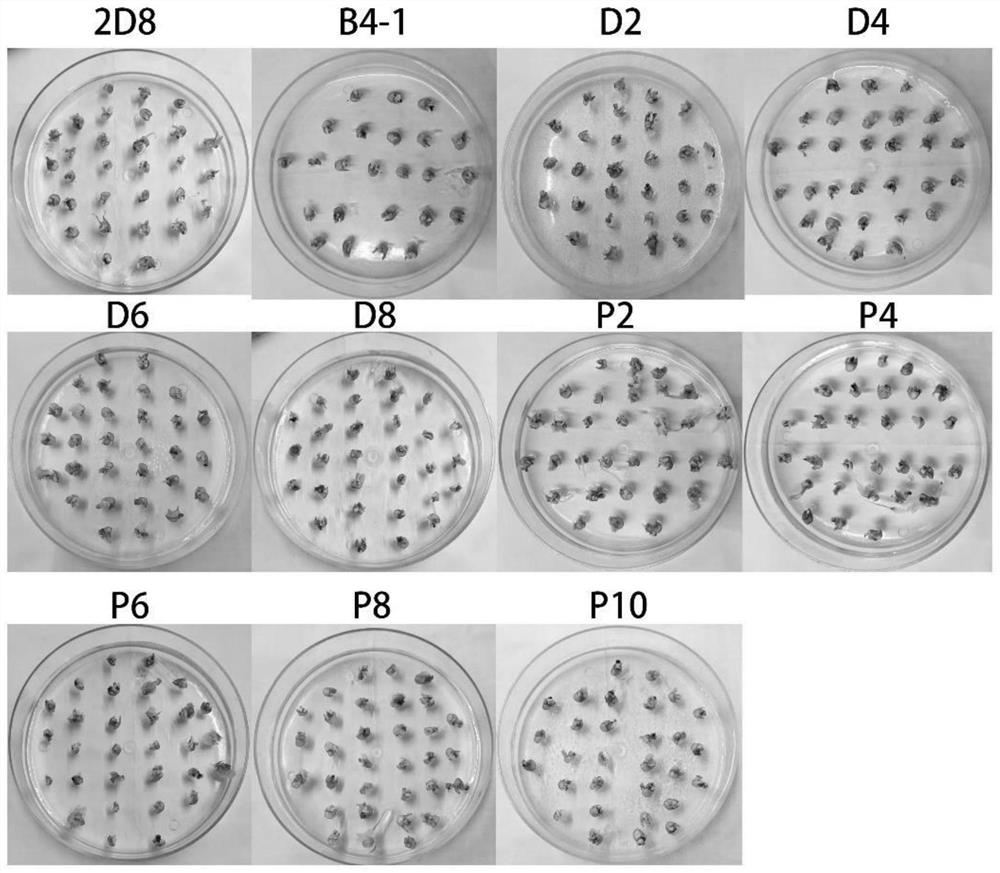 A kind of rapid propagation method of test-tube seedling of highland barley