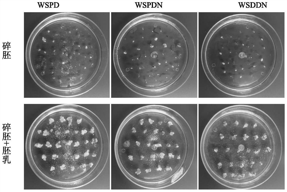 A kind of rapid propagation method of test-tube seedling of highland barley