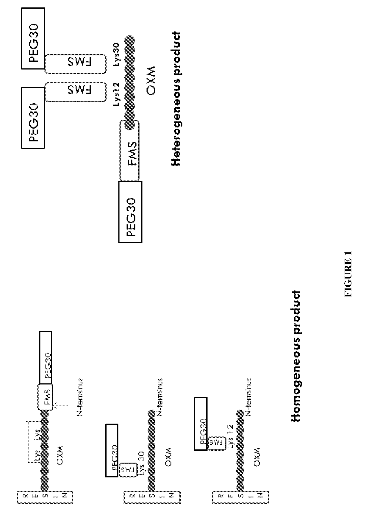 Long-acting oxyntomodulin formulation and methods of producing and administering same