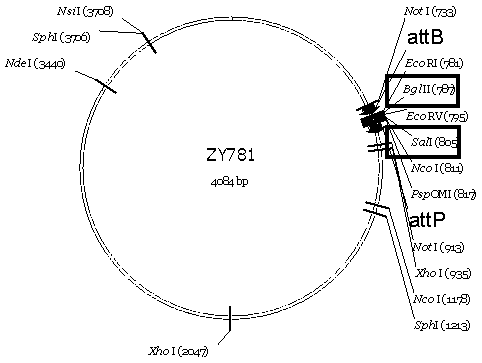 A method for constructing a mouse model expressing hepatitis B virus receptor-human ntcp