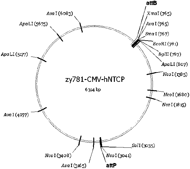 A method for constructing a mouse model expressing hepatitis B virus receptor-human ntcp