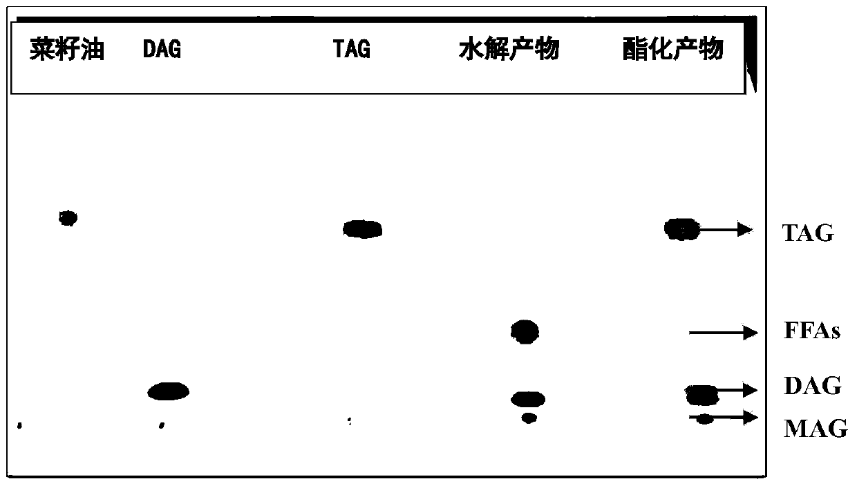 A kind of preparation method of enzyme-catalyzed diglyceride