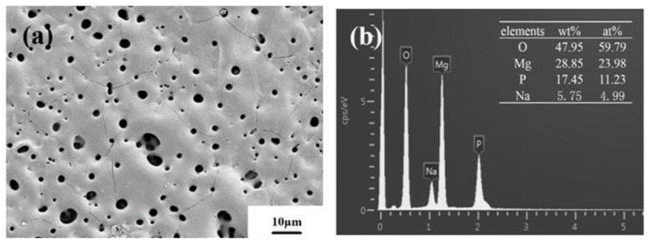 Hydrophobic composite biological activity coating on surface of pure-magnesium or magnesium alloy and preparation method of hydrophobic composite biological activity coating