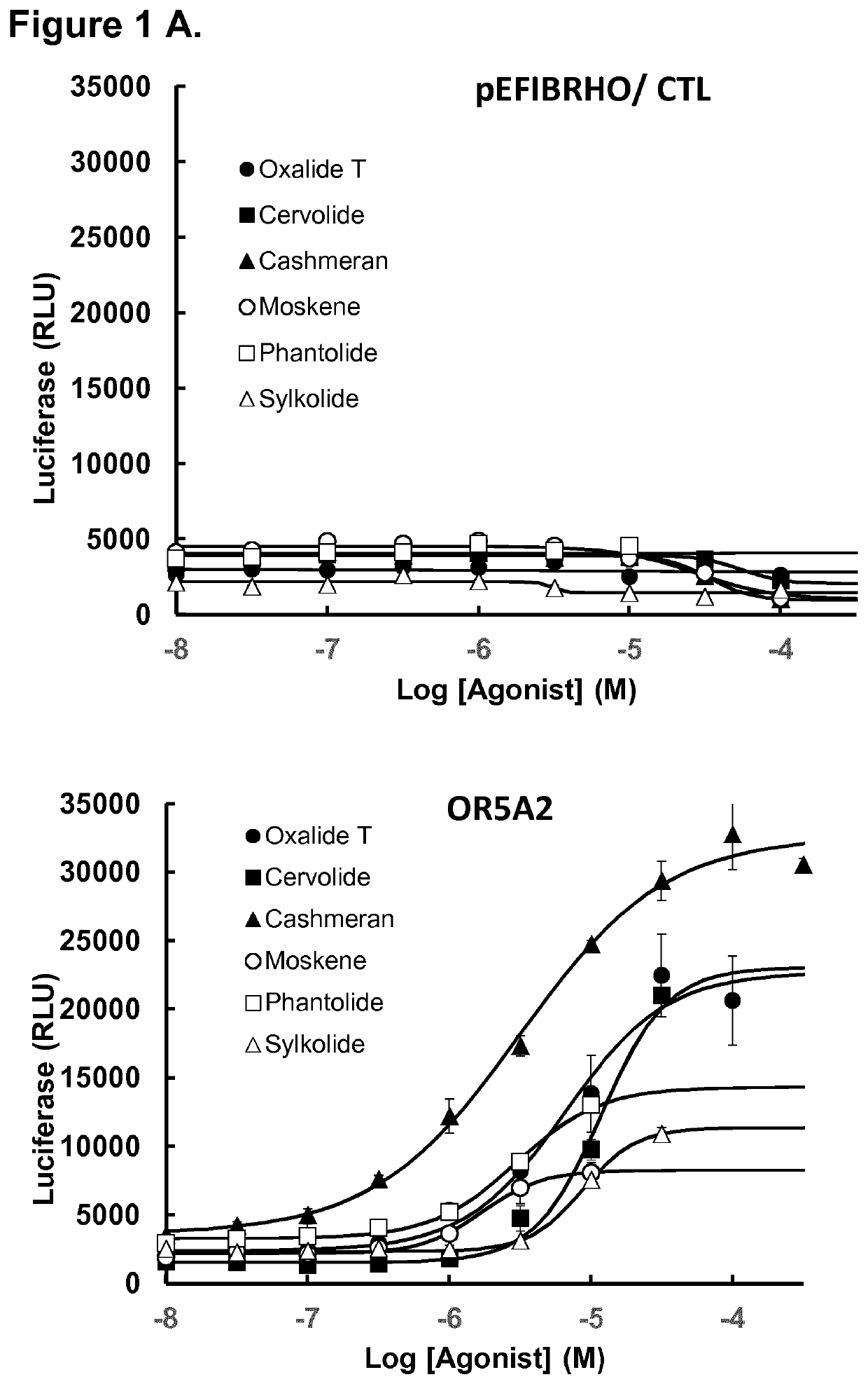 Olfactory receptor involved in the perception of musk fragrance and the use thereof
