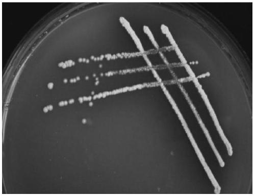 Chitin decomposition bacterium and application thereof