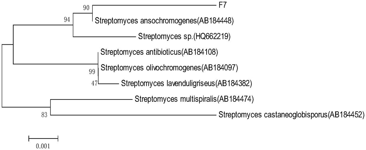 Chitin decomposition bacterium and application thereof