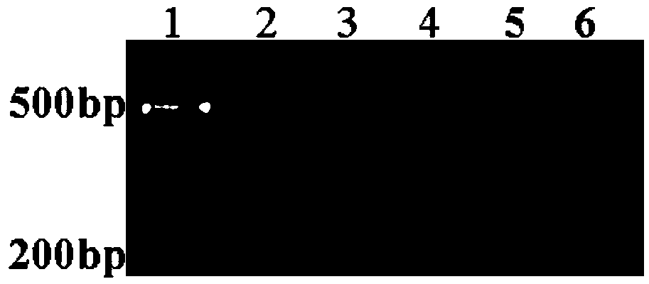 Method of detecting single base mutation and application