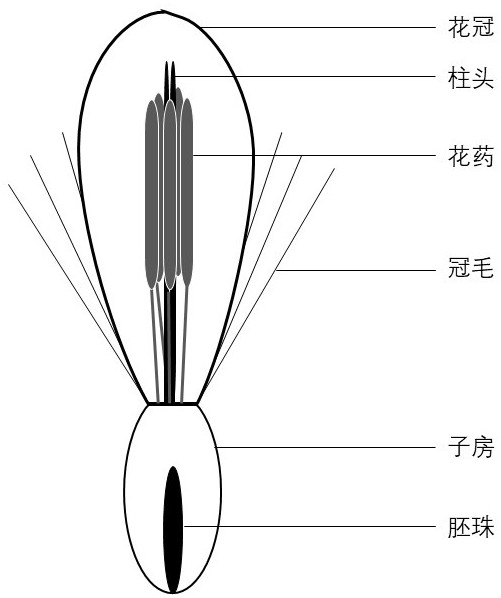 Method for extracting total RNA from Stevia rebaudiana Bertoni pollen