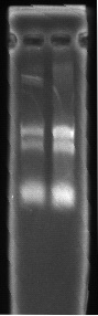 Method for extracting total RNA from Stevia rebaudiana Bertoni pollen