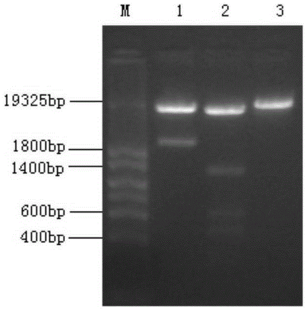 Site-directed mutagenesis modified saccharomyces cerevisiae dipeptidyl peptidase III