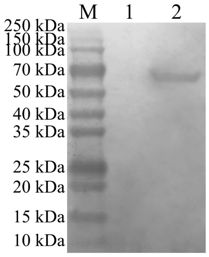 A kind of perch rhabdovirus g2-2m subunit vaccine and its preparation method