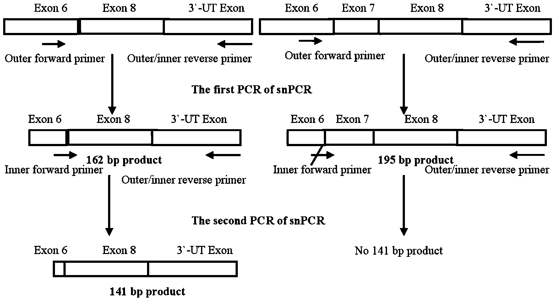 Method for rapidly detecting MD resistance chickens