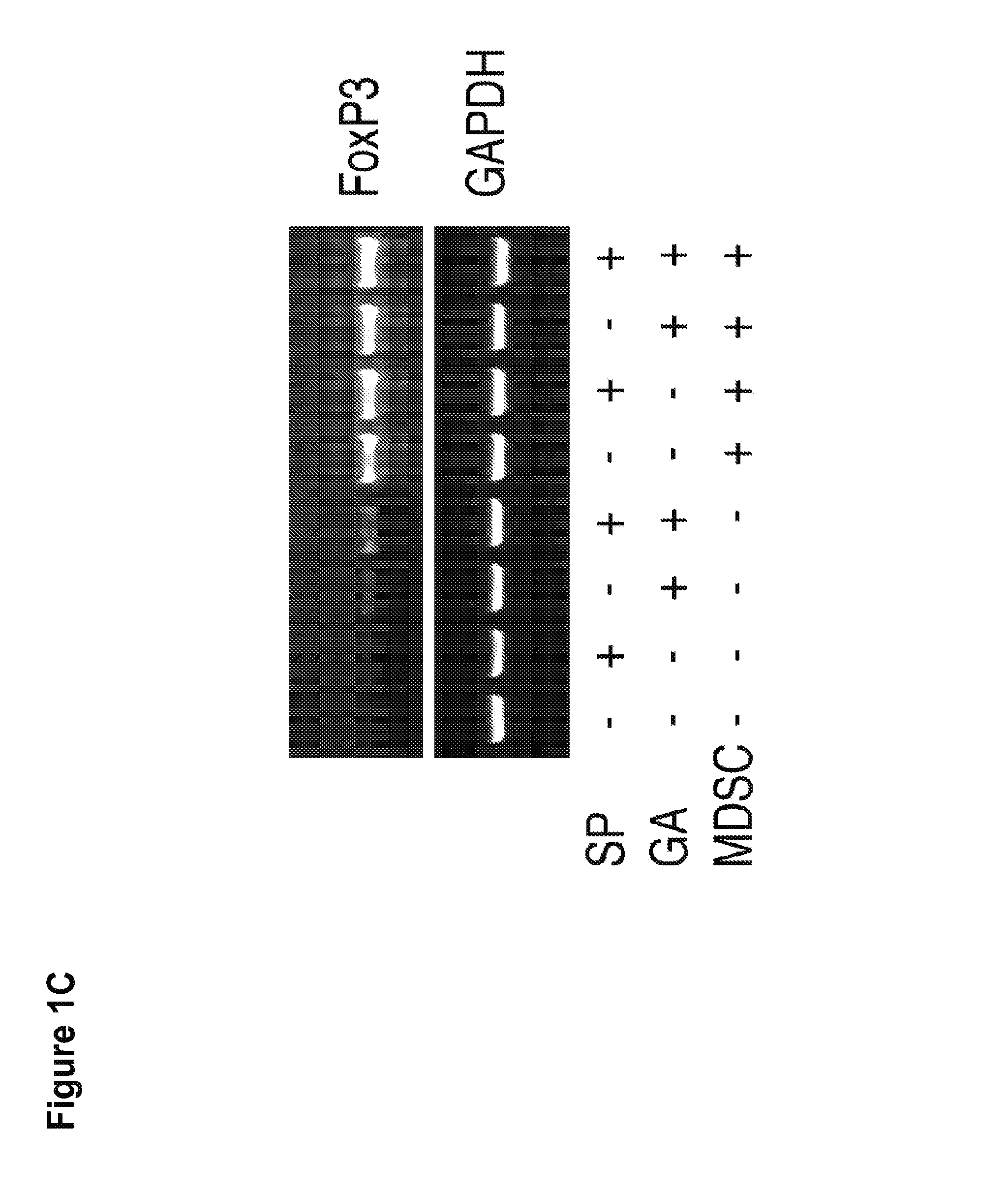 Methods of using small compounds to enhance myeloid derived suppressor cell function for treating autoimmune diseases