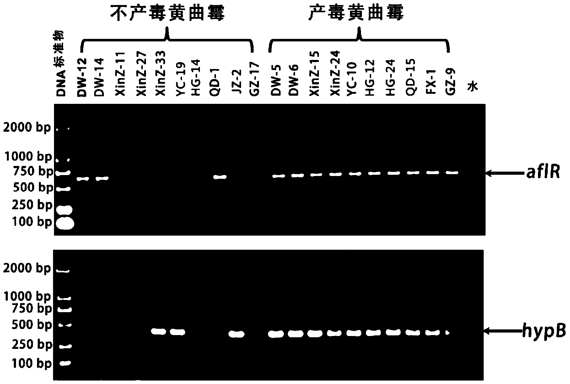 Primer for identifying whether aspergillus flavus strain produces aflatoxin or not and application thereof