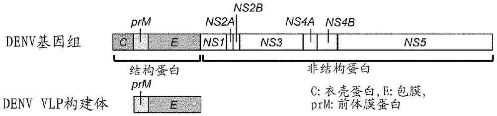 Flavivirus virus like particle