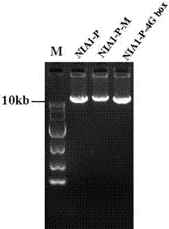 Tobacco nitrate reductase NIA1 promoter and expression vector and application thereof