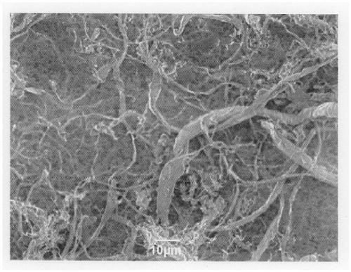 Dried cellulose fibers, cellulose fiber-resin composite, and molded article