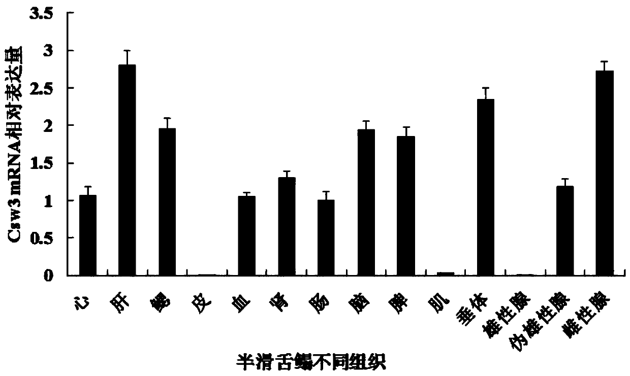 Cynoglossus semilaevis female specificity CSW3 protein as well as gene and application thereof