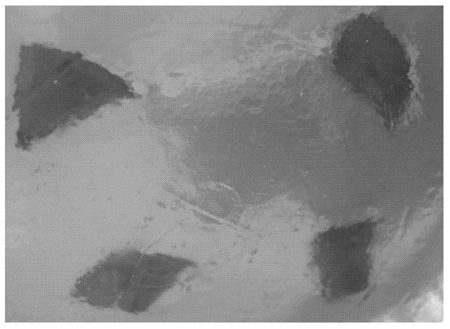 Tissue culture medium and in-vitro regeneration method for ficus pandurata blade