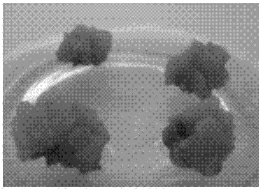 Tissue culture medium and in-vitro regeneration method for ficus pandurata blade