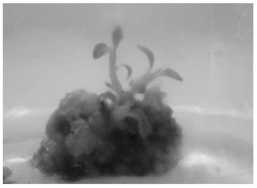 Tissue culture medium and in-vitro regeneration method for ficus pandurata blade