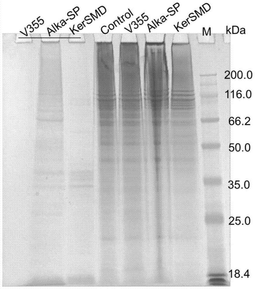 Keratinase mutant with improved catalytic rate and preparation method thereof