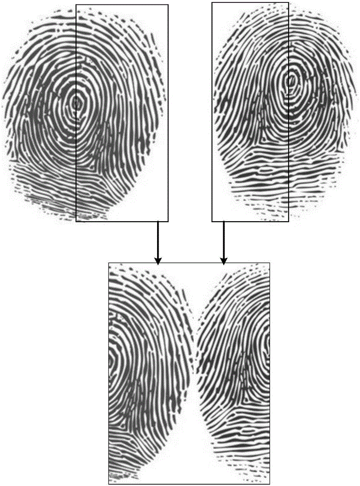 Fingerprint verification method and apparatus