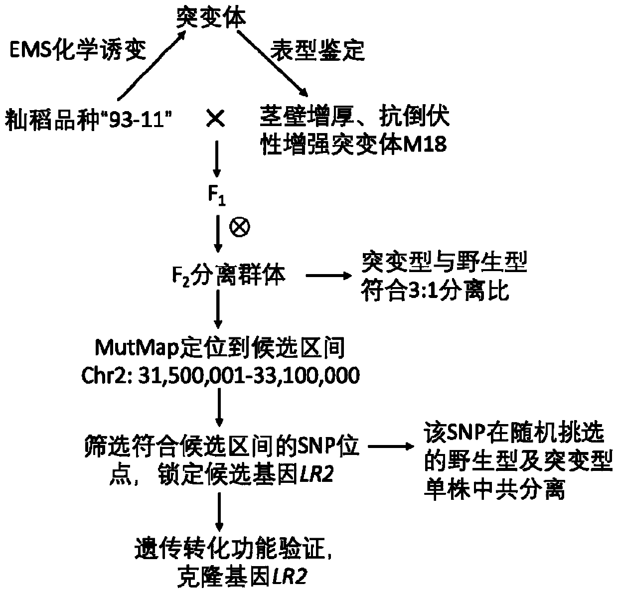 LR2 gene regulating stem thickness and breaking-resistant strength of rice and application thereof in lodging resistance