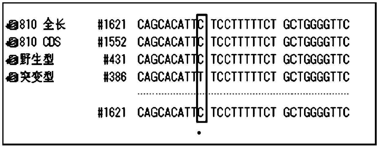 LR2 gene regulating stem thickness and breaking-resistant strength of rice and application thereof in lodging resistance