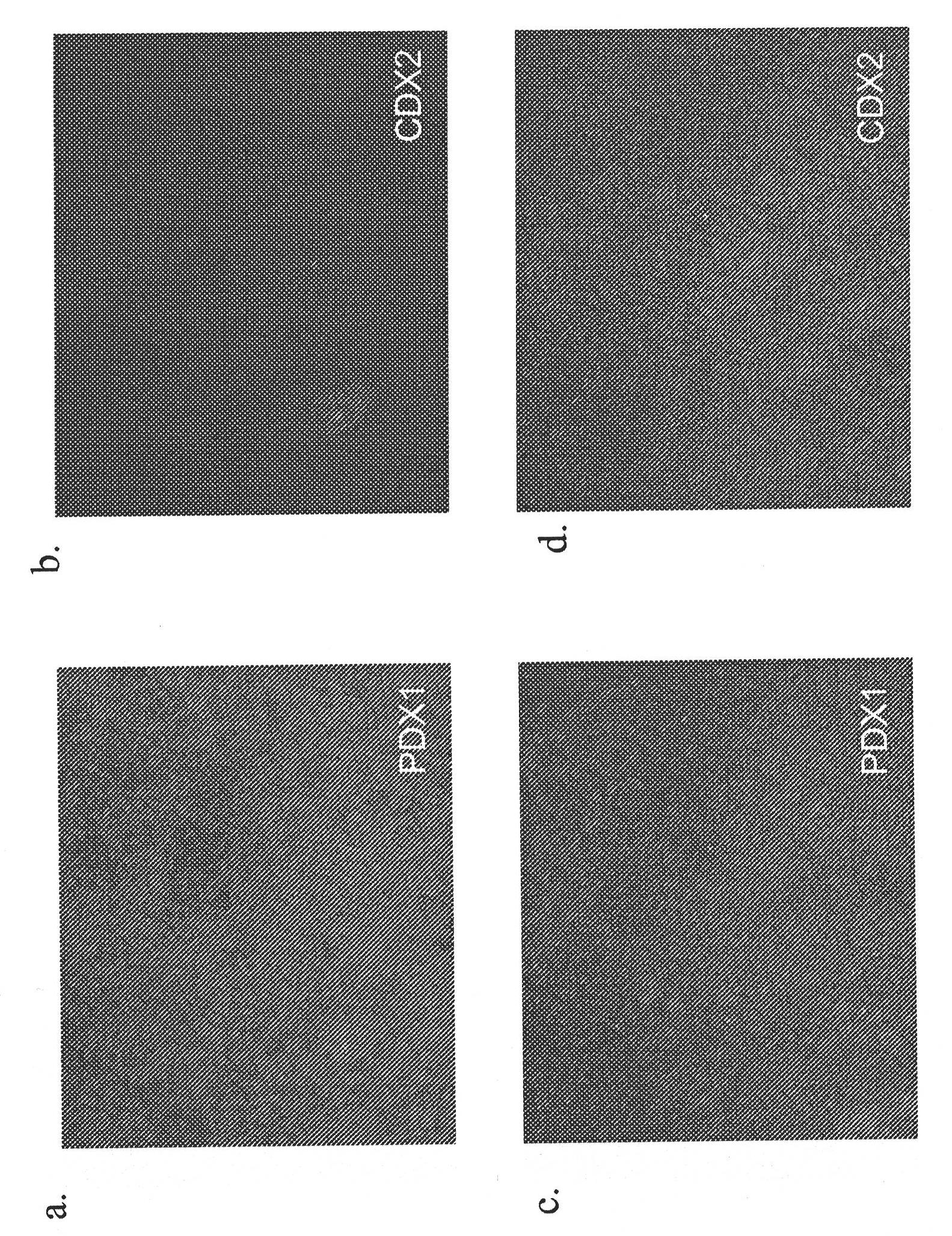 Differentiation Of Human Embryonic Stem Cells