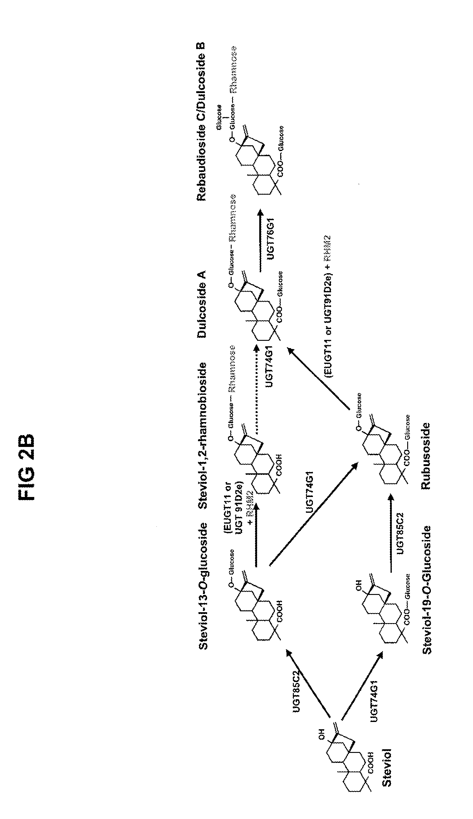 Recombinant Production of Steviol Glycosides