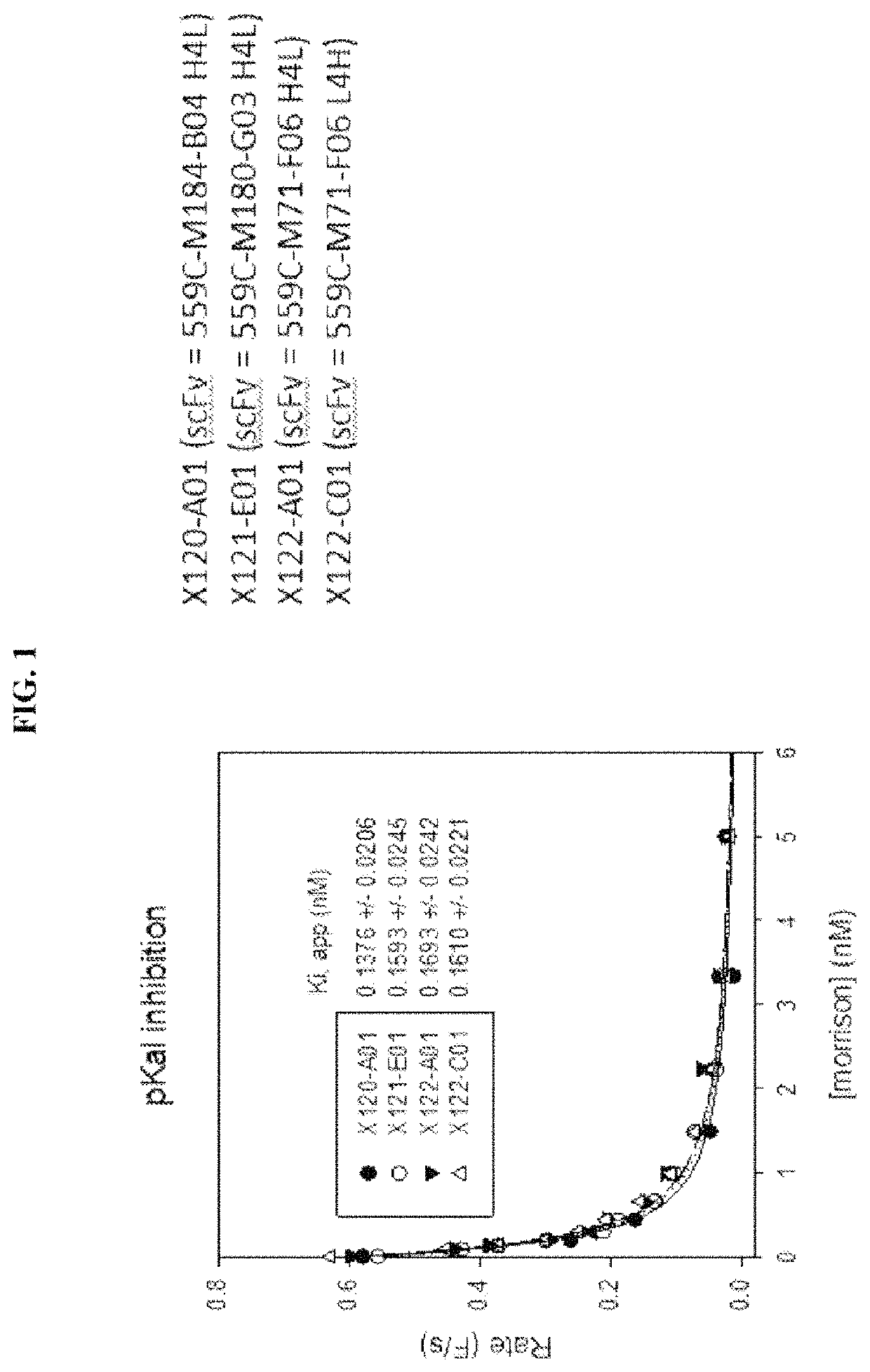 Bispecific antibodies against plasma kallikrein and Factor XII