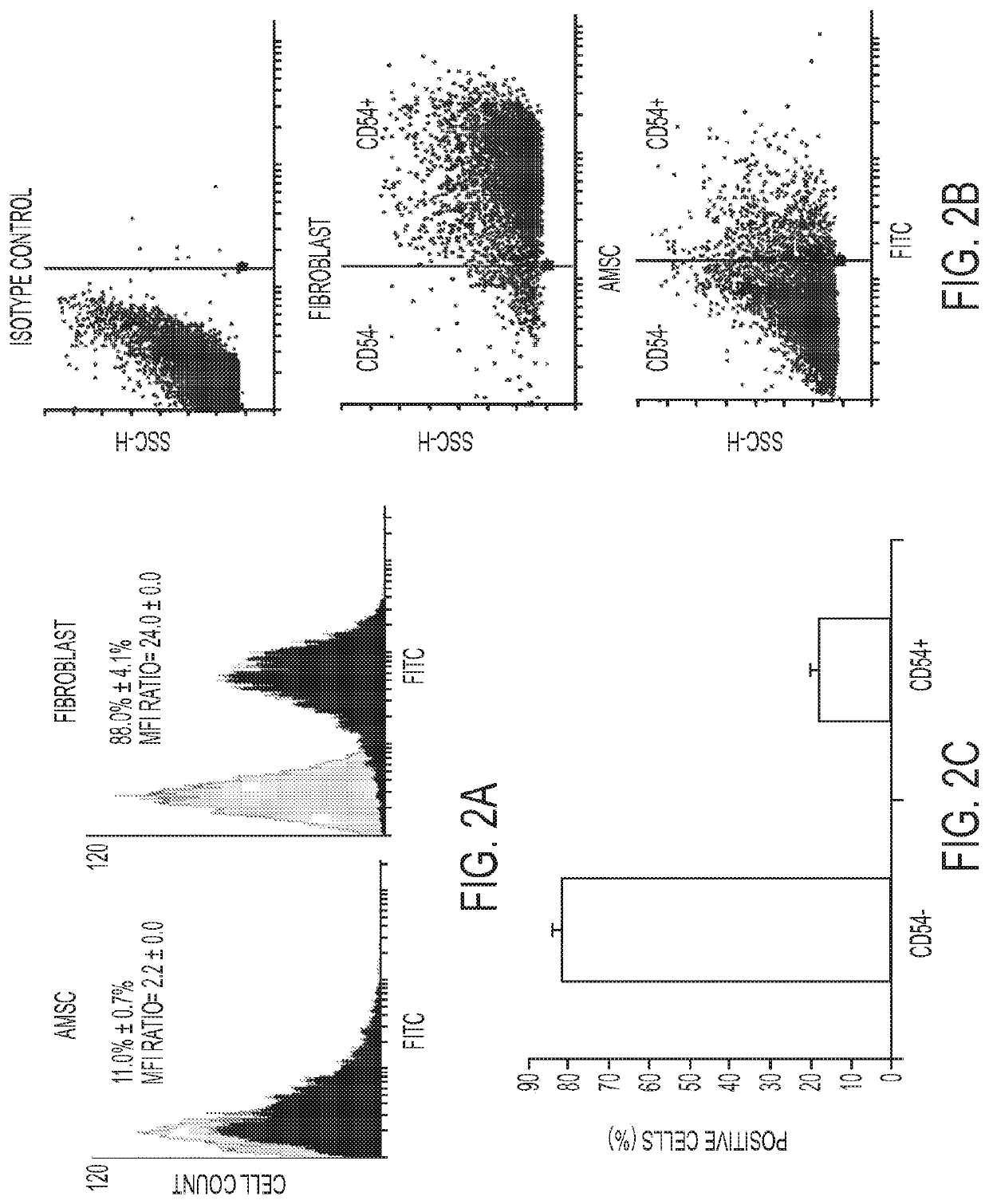 Enhanced differentiation of mesenchymal stem cells