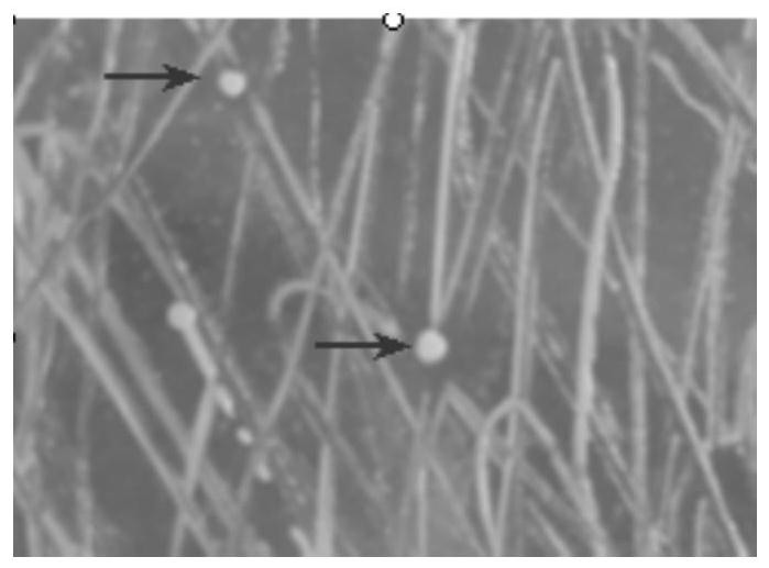 A strain of Bacillus subtilis ah1005 and its application