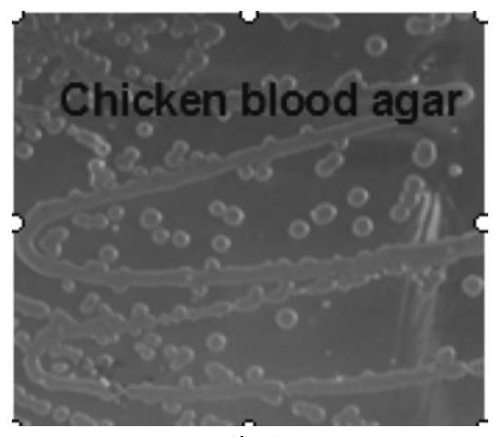 A strain of Bacillus subtilis ah1005 and its application