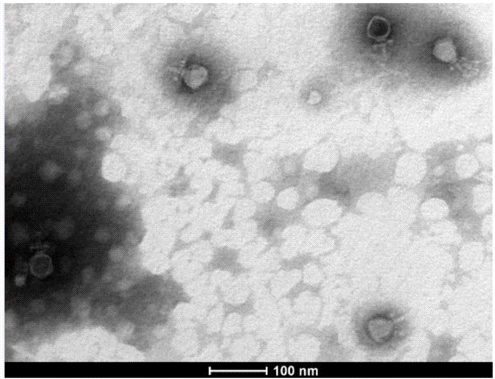 Bacteriophage able to split multiple resistant staphylococcus aureus, separation method and application thereof