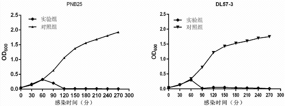 Bacteriophage able to split multiple resistant staphylococcus aureus, separation method and application thereof