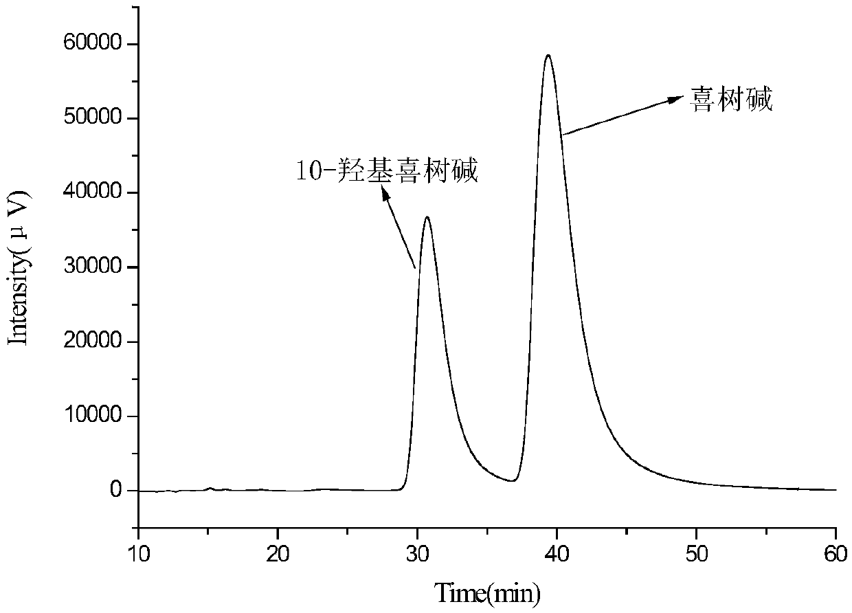 A method for separating camptothecin and 10-hydroxycamptothecin using rosin-based polymers