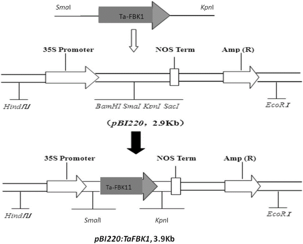 A gene tafbk1 with f-box structure domain and its expression vector and application