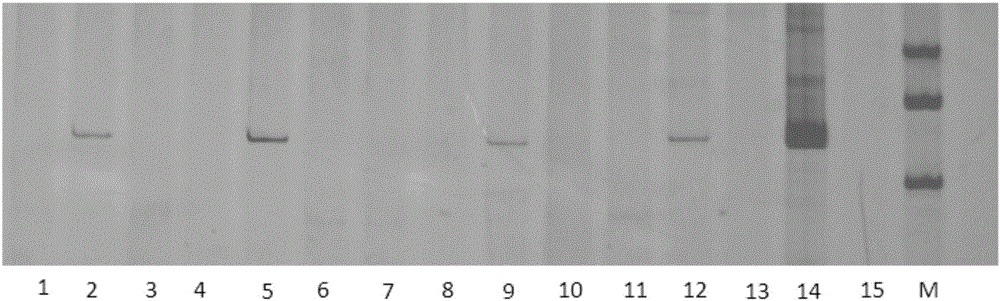 A gene tafbk1 with f-box structure domain and its expression vector and application