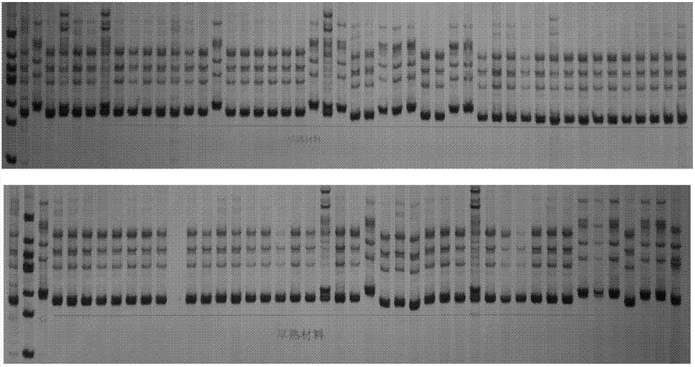 Development and application of SSR (simple sequence repeats) marker for identifying prematurity of upland cotton