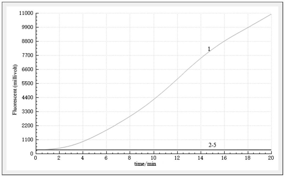 Primer and probe for detecting infectious bronchitis virus as well as detection method and application