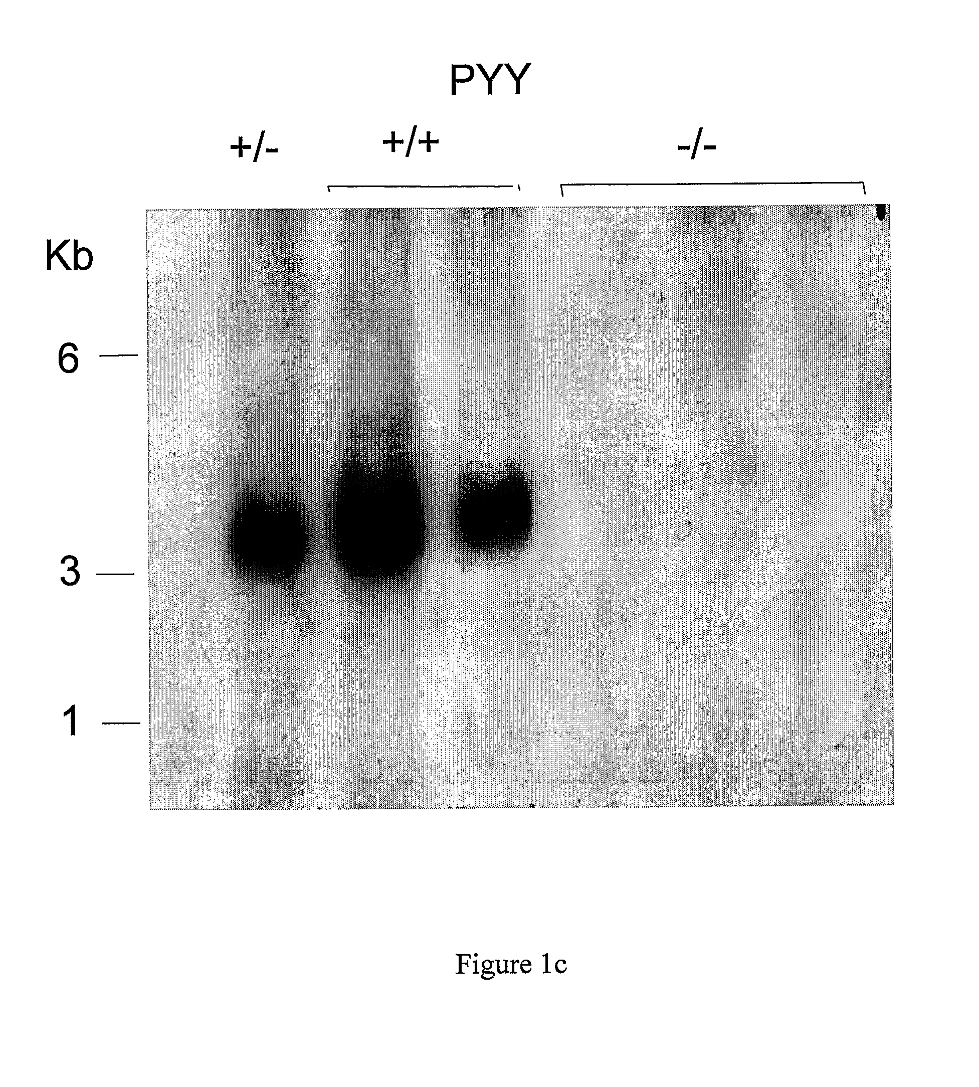 Modified animal lacking functional PYY gene, monoclonal antibodies that bind PYY isoforms and uses therefor